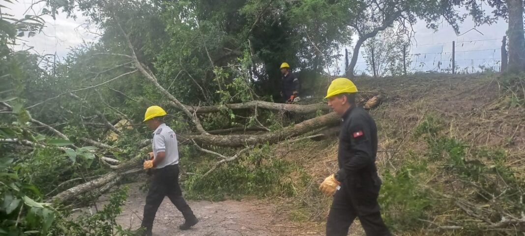 arbol-caido-pinares-2-1536x691