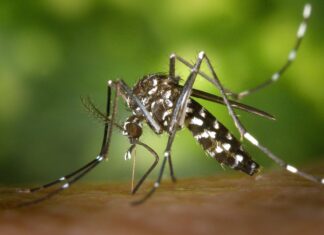 Dengue: El compromiso de la sociedad es fundamental en la prevención