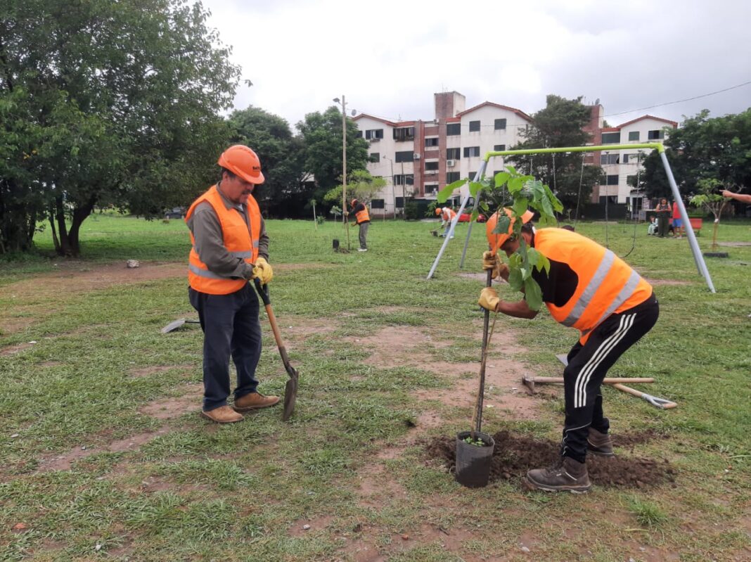 plantacion-barrio-el-bosque-1