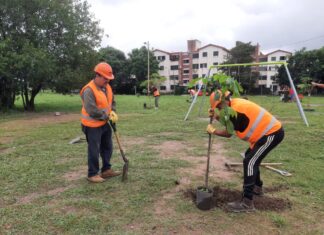 Junto a vecinos se plantaron 70 nuevos árboles en barrio El Bosque