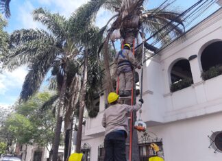 La Municipalidad realiza podas de despeje para el normal funcionamiento de cámaras del 911
