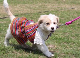 Hoy habrá un desfile de mascotas en el Mercado Artesanal