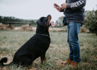 Hoy se dará el taller de adiestramiento canino en el CIC de Santa Cecilia
