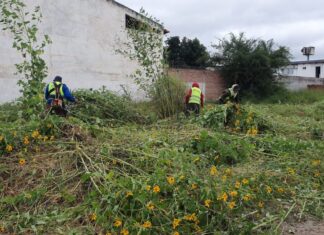 La Municipalidad continúa saneando baldíos en mal estado