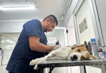 La próxima semana, los Móviles de Castración recorrerán nuevos barrios