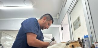 Doble operativo de castración: dos móviles recorren la ciudad