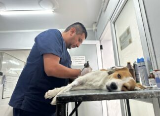 La Municipalidad realizó 12 mil castraciones desde el inicio del año