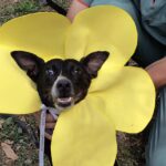 Este sábado 25 habrá una Feria Animalera en el Campo de la Cruz