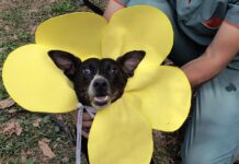 Este sábado 25 habrá una Feria Animalera en el Campo de la Cruz