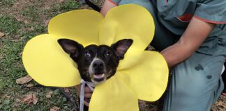 Este sábado 25 habrá una Feria Animalera en el Campo de la Cruz