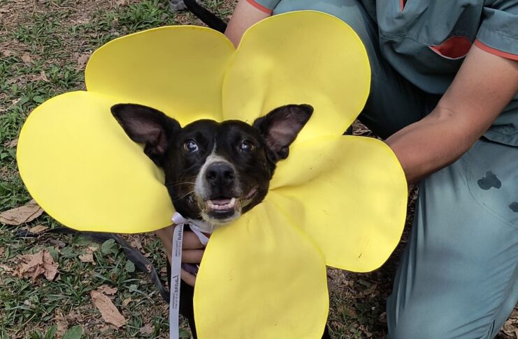 Este sábado 25 habrá una Feria Animalera en el Campo de la Cruz