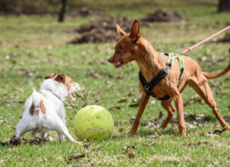 Este jueves 19 habrá una charla sobre perros potencialmente peligrosos