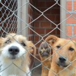 Campaña para adopción de perritos mayores de 10 años