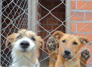 Campaña para adopción de perritos mayores de 10 años