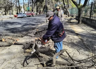 El municipio abrió las inscripciones para participar del curso de podadores
