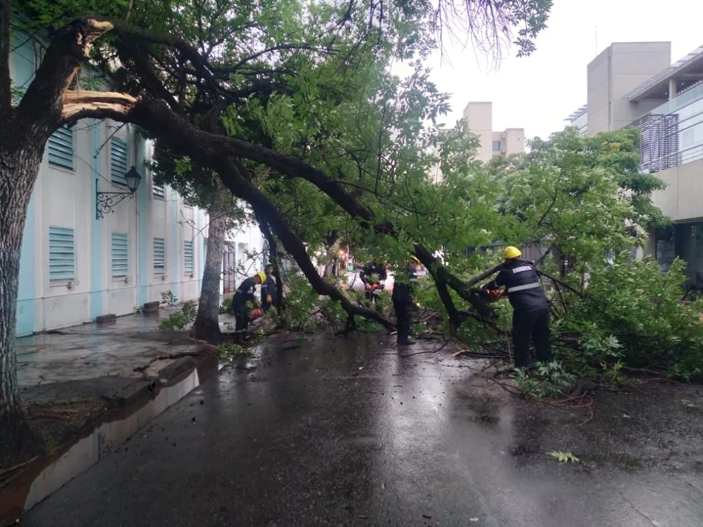 ramas-caidas-vicente-lopez-2-1024x768