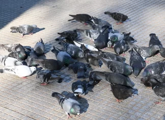 Desde la municipalidad buscan controlar la superpoblación de palomas