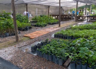 Inauguraron en General Güemes el Vivero municipal