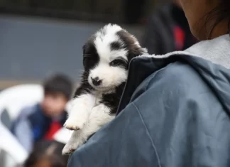 Jornada de adopción de mascotas en el bar “Antares”
