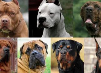 Colocarán chips de seguimiento a perros potencialmente peligrosos