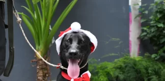 “Café y Adopciones”: una propuesta distinta para encontrar al nuevo integrante de la familia