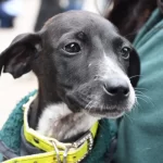 Se viene un nuevo festejo del Día del Animal en el Centro de adopciones