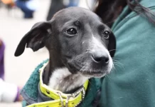 Se viene un nuevo festejo del Día del Animal en el Centro de adopciones