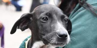 Se viene un nuevo festejo del Día del Animal en el Centro de adopciones