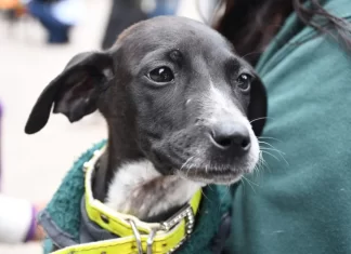 Se viene un nuevo festejo del Día del Animal en el Centro de adopciones