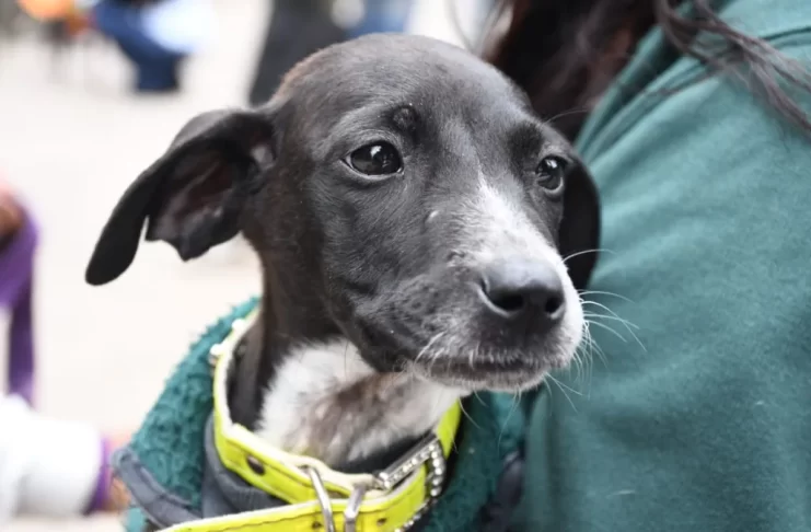 Se viene un nuevo festejo del Día del Animal en el Centro de adopciones