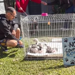 Con la campaña mundialista ya se lograron concretar nueve adopciones de perros