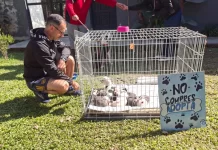 Con la campaña mundialista ya se lograron concretar nueve adopciones de perros