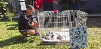 Con la campaña mundialista ya se lograron concretar nueve adopciones de perros