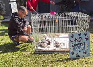 Con la campaña mundialista ya se lograron concretar nueve adopciones de perros