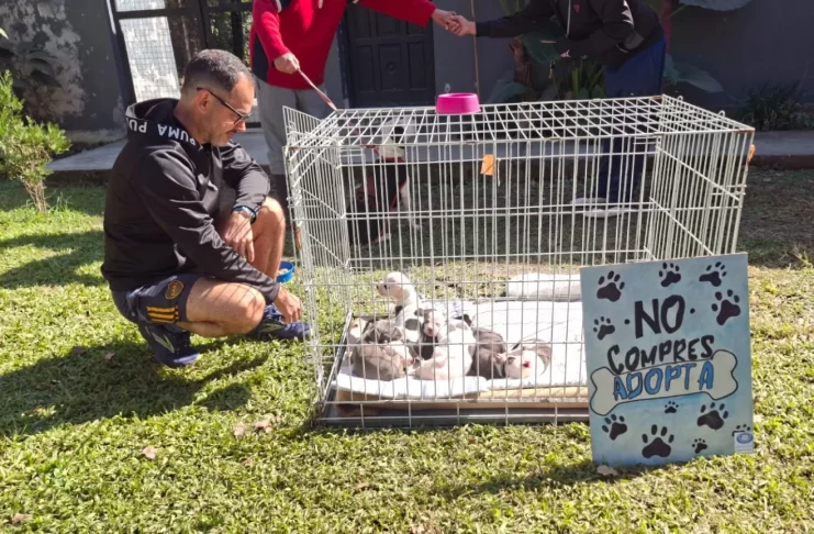 Con la campaña mundialista ya se lograron concretar nueve adopciones de perros