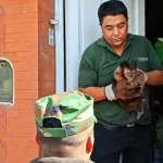 Rescataron un mono caí que se encontraba en cautiverio