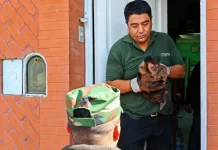 Rescataron un mono caí que se encontraba en cautiverio