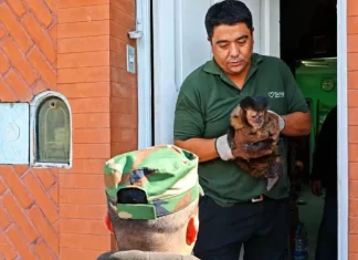 Rescataron un mono caí que se encontraba en cautiverio