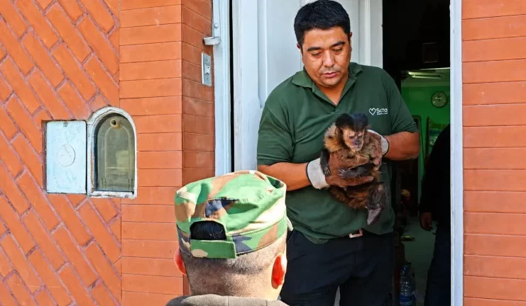 Rescataron un mono caí que se encontraba en cautiverio