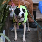 Mañana habrá una nueva jornada de adopción responsable