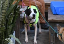 Mañana habrá una nueva jornada de adopción responsable