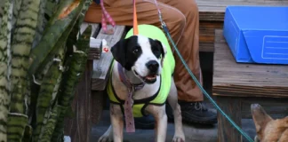 Mañana habrá una nueva jornada de adopción responsable