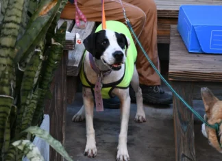 Hoy habrá una nueva jornada de adopción responsable