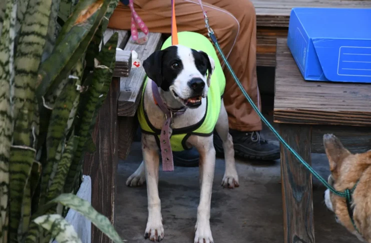 Mañana habrá una nueva jornada de adopción responsable