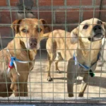 Rescataron 35 animales extraviados durante las celebraciones del Milagro