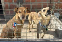 Rescataron 35 animales extraviados durante las celebraciones del Milagro