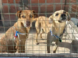 Rescataron 35 animales extraviados durante las celebraciones del Milagro