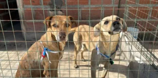 Rescataron 35 animales extraviados durante las celebraciones del Milagro