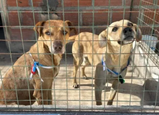 Rescataron 35 animales extraviados durante las celebraciones del Milagro